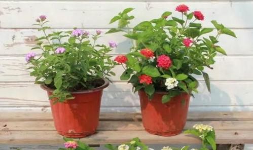 天界最新爆料新闻直播视频,最新爆料新闻直播视频深度解析  第3张